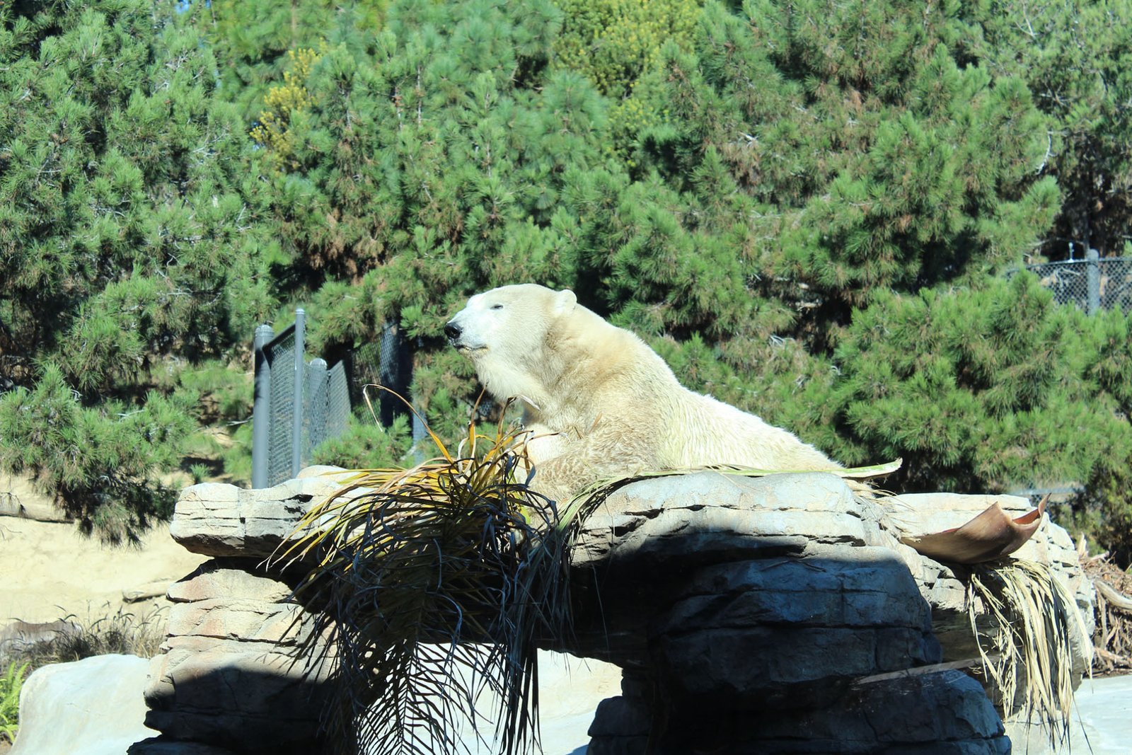 San Diego Zoo Part II 062